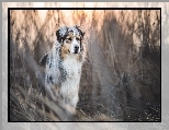 Owczarek australijski, Australian shepherd, Trawa